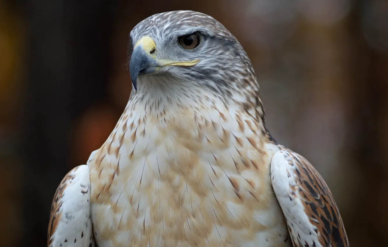 Фото обои птица, ястреб, by Nushaa