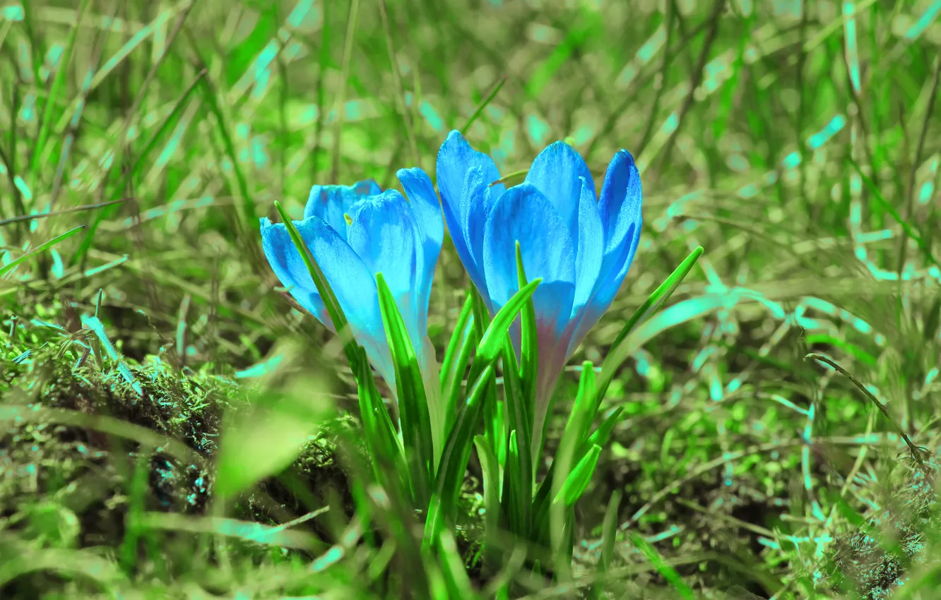 Фото обои blue, spring, crocus