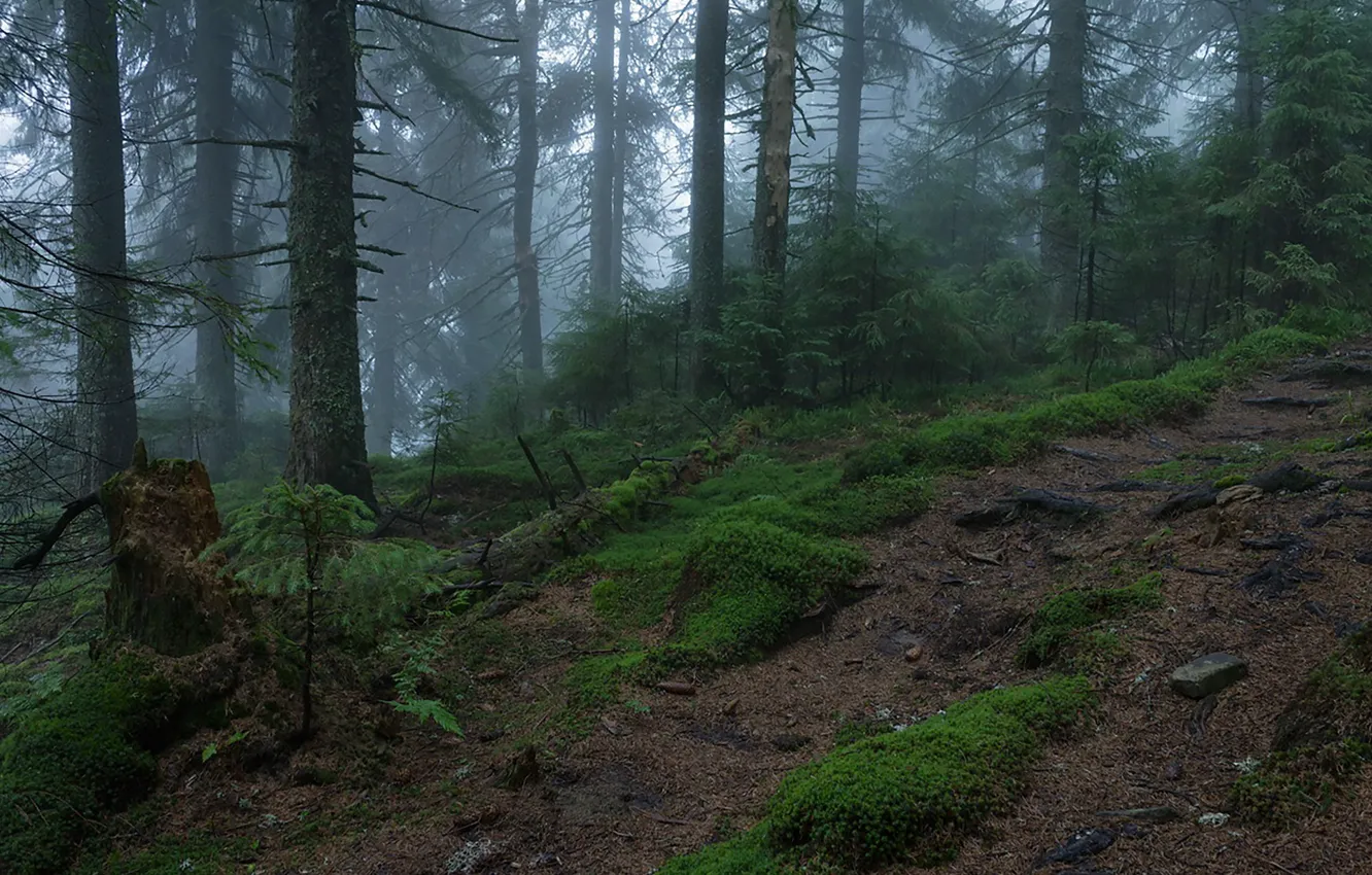 Фото обои лес, деревья, природа, туман, мох