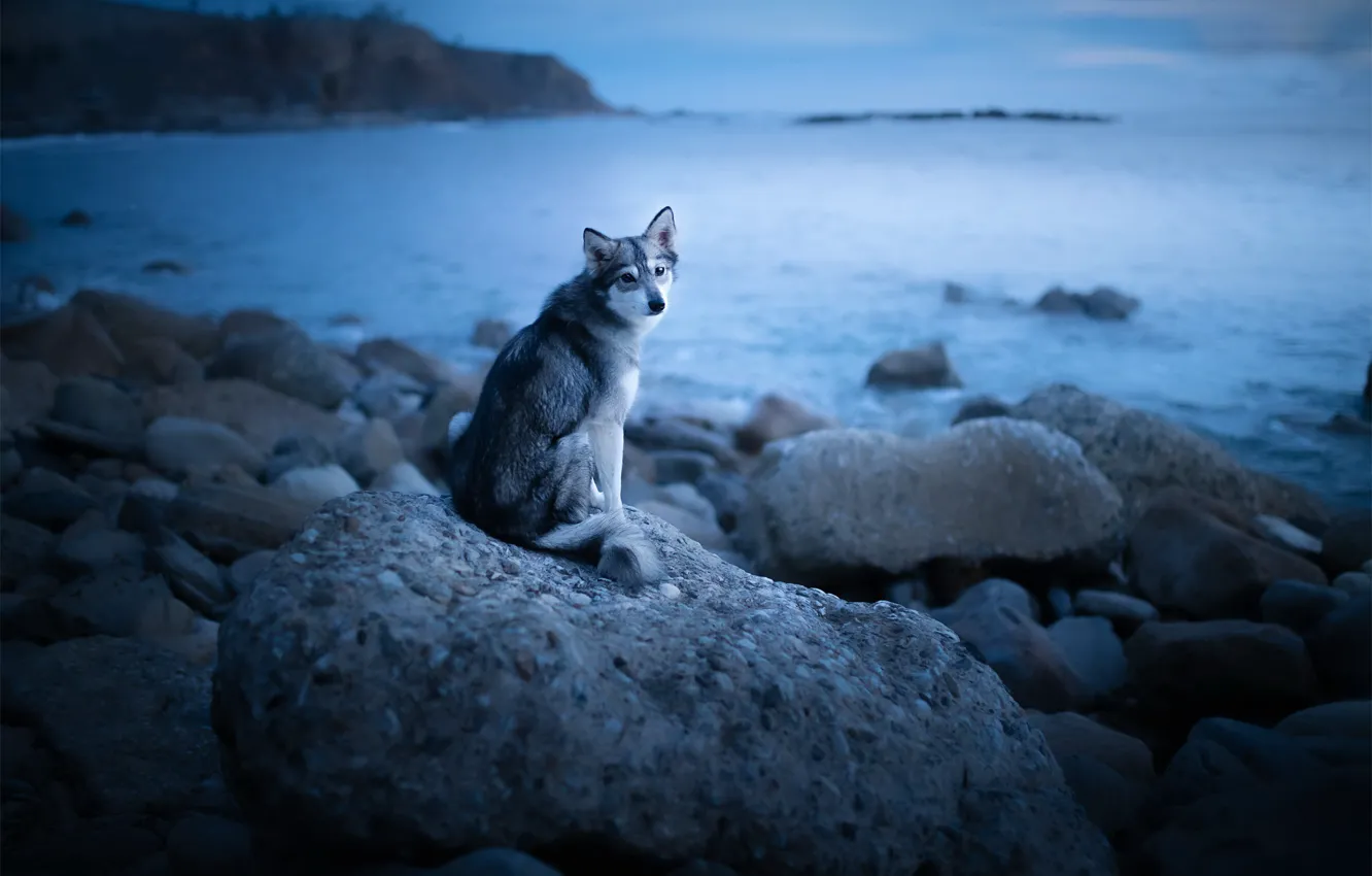 Фото обои друг, берег, собака