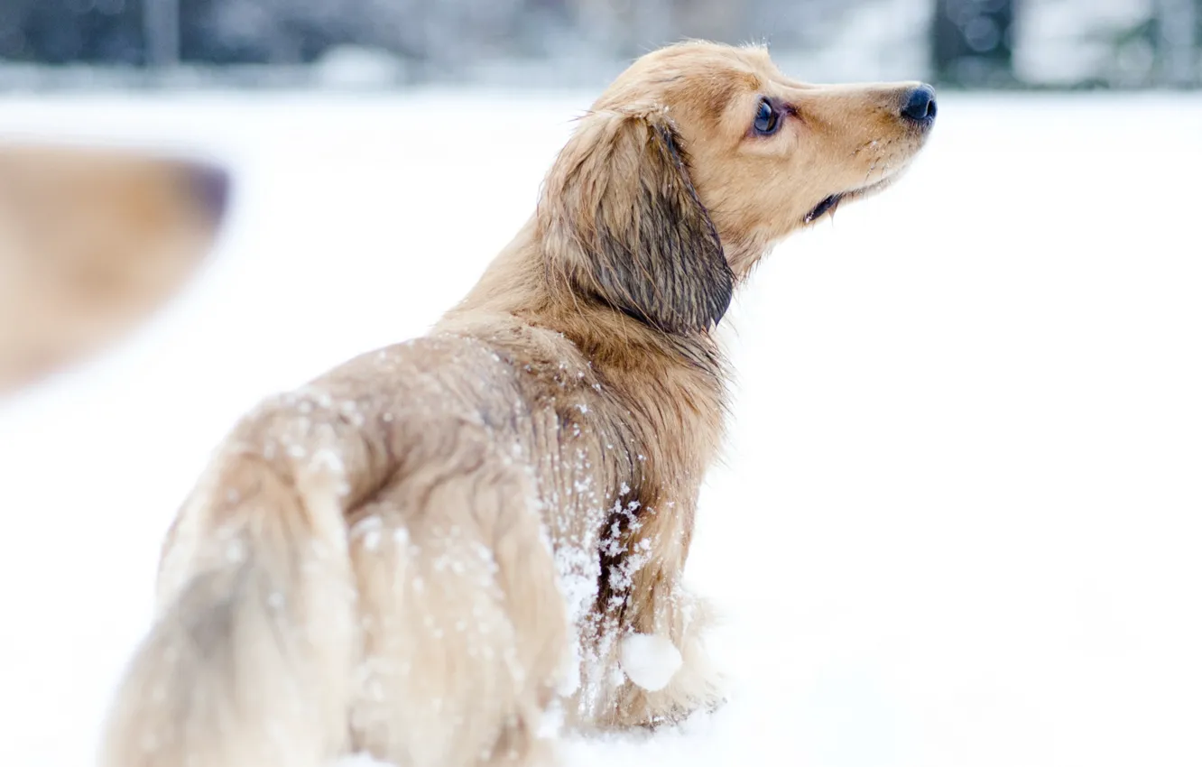 Фото обои снег, собака, прогулка