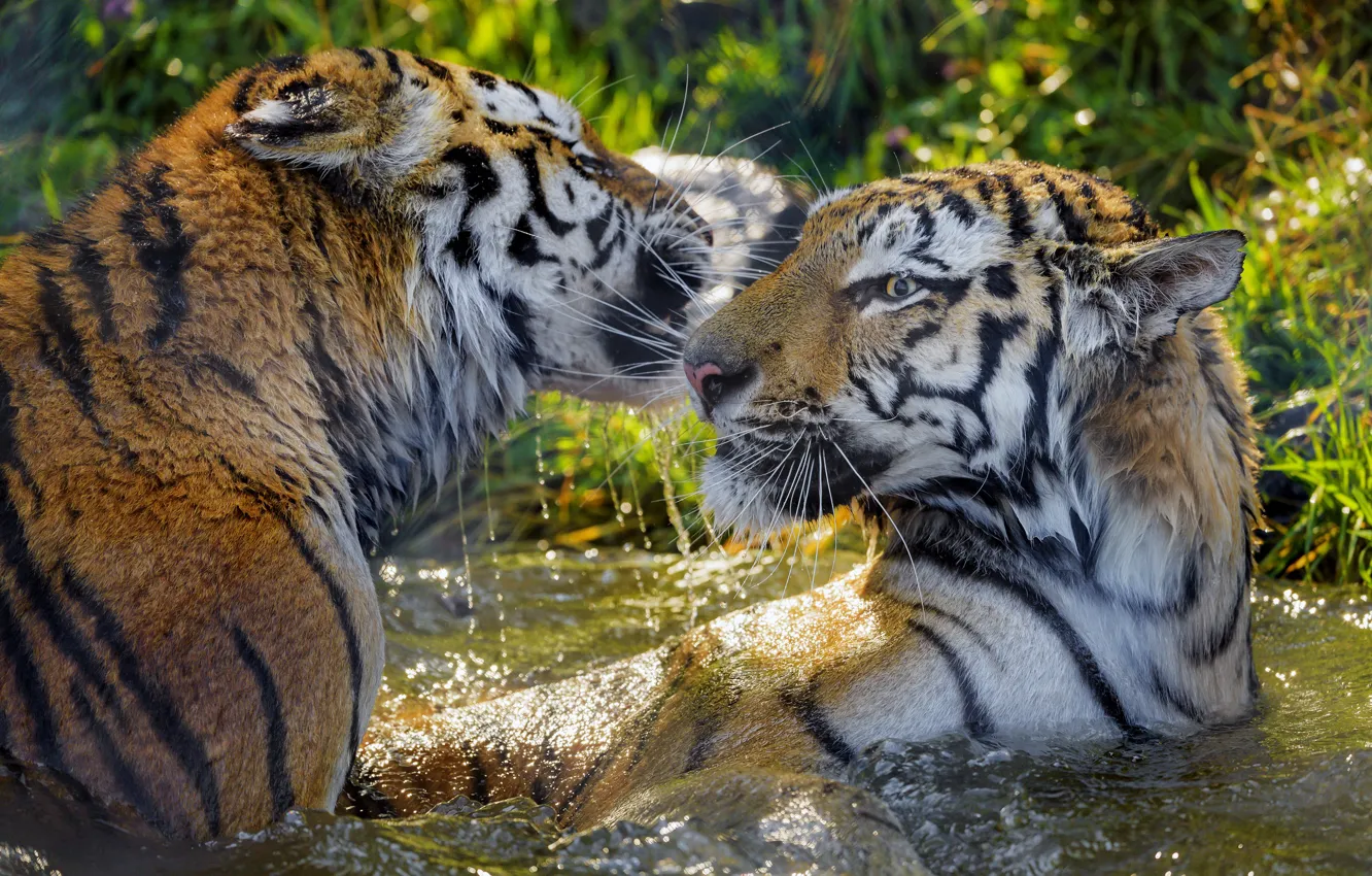 Фото обои вода, игра, тигры, мокрые