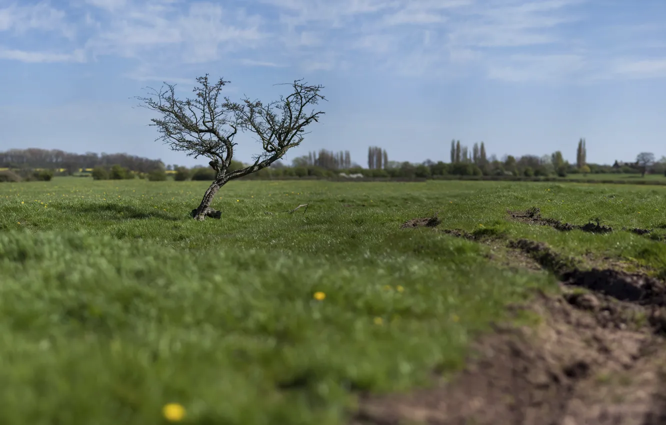 Фото обои поле, дерево, эффект, Tilt-Shift