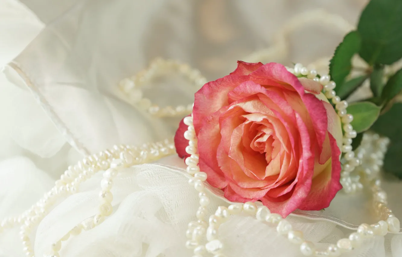 Фото обои цветок, роза, ожерелье, ткань, жемчуг