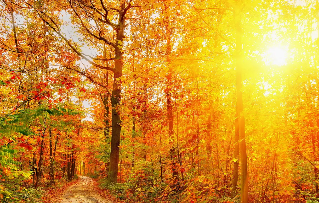 Фото обои Природа, Осень, Деревья, Лес, Лучи Света, Времена Года