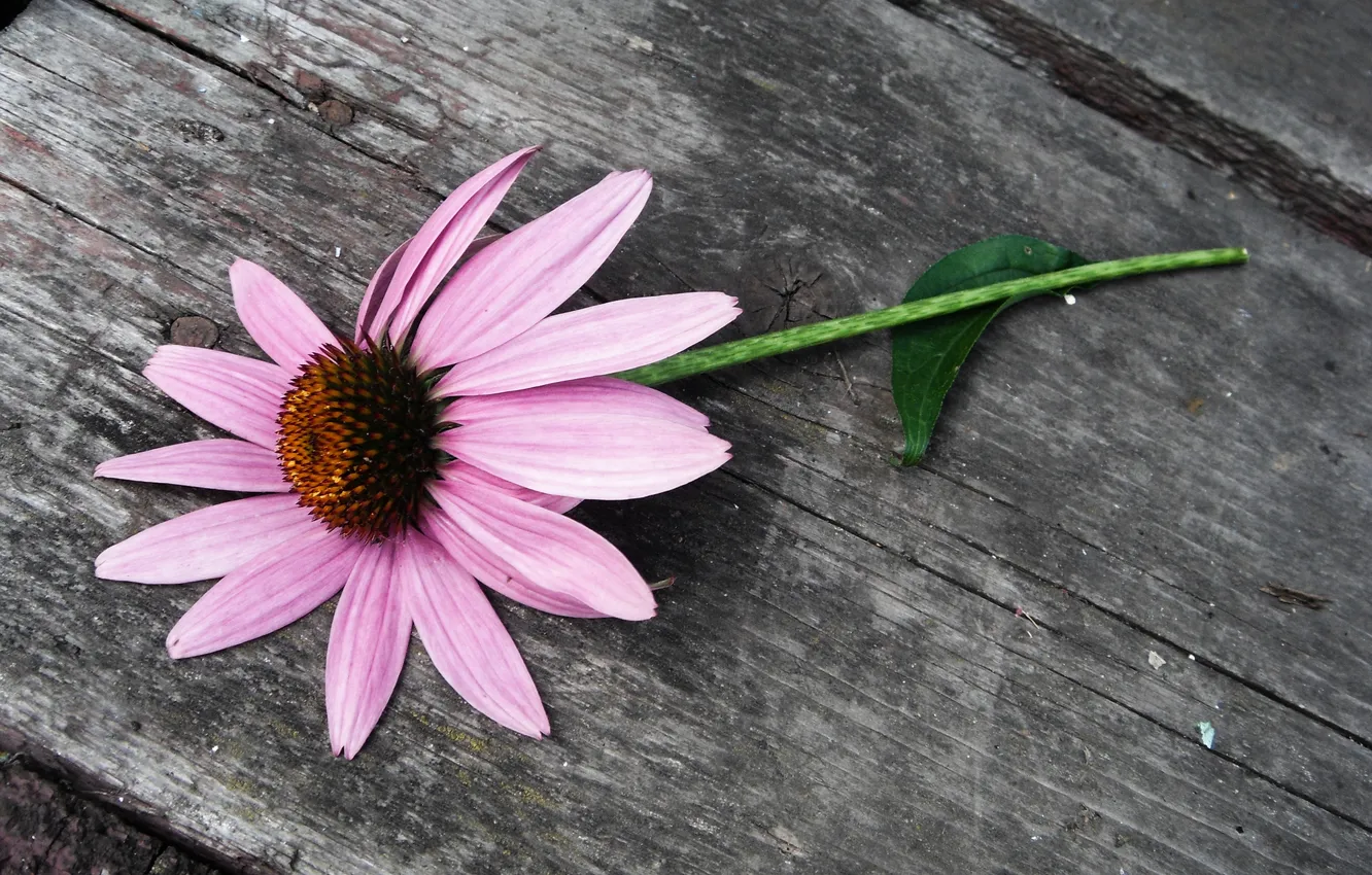 Фото обои цветок, ромашка, розовый цветок