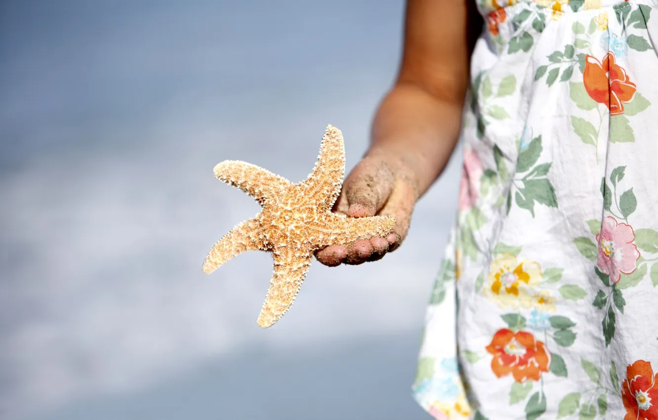 Фото обои макро, звезда, рука, ракушка, морская