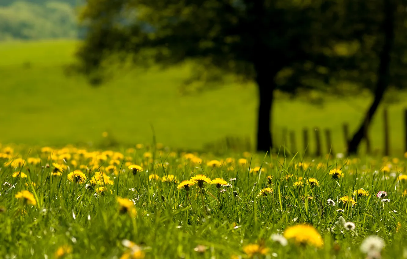 Фото обои лето, трава, цветы, одуванчики, боке