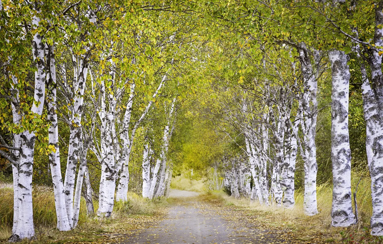 Фото обои дорога, лето, берёзы