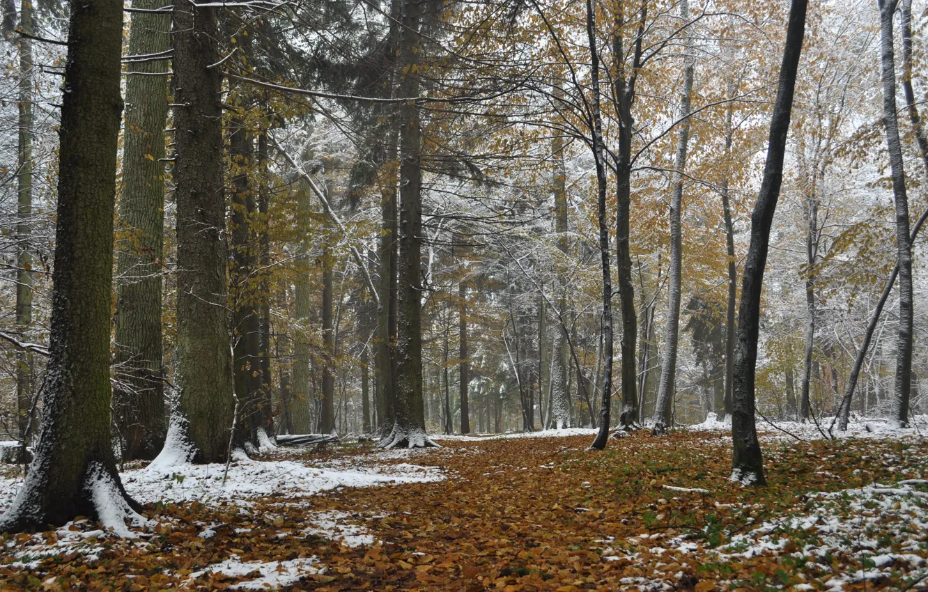 Фото обои forest, autumn, snow, Poland, Bialowieza