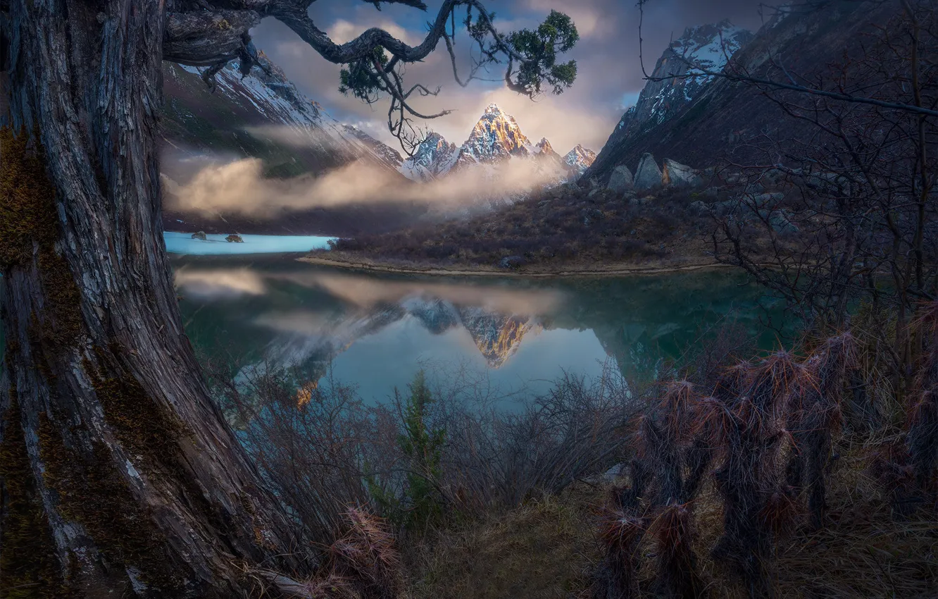 Фото обои горы, озеро, сосна