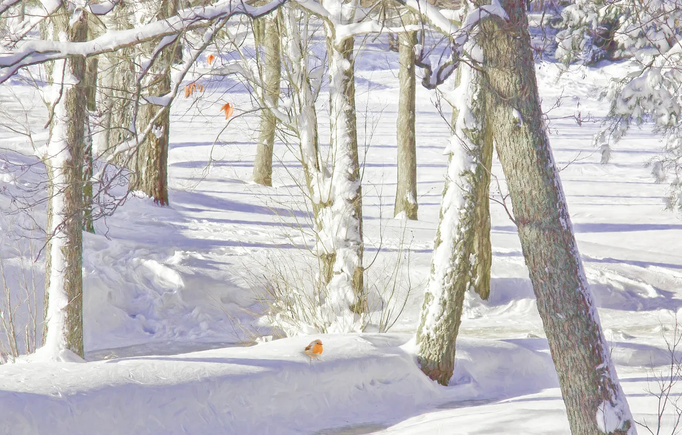 Фото обои зима, лес, снег, деревья, сугробы, птичка, зарянка