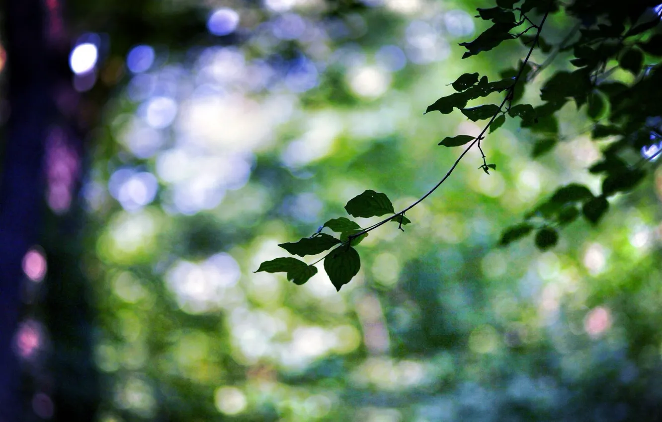 Фото обои листья, макро, деревья, зеленый, веточка, фон, дерево, widescreen