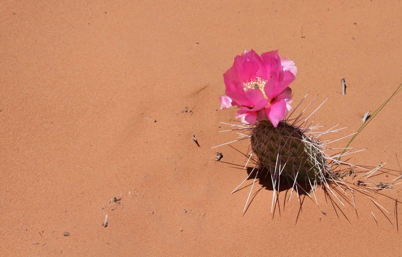 Фото обои песок, цветок, иголки, пустыня, кактус