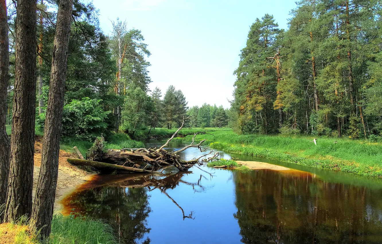 Фото обои лес, река, сосны