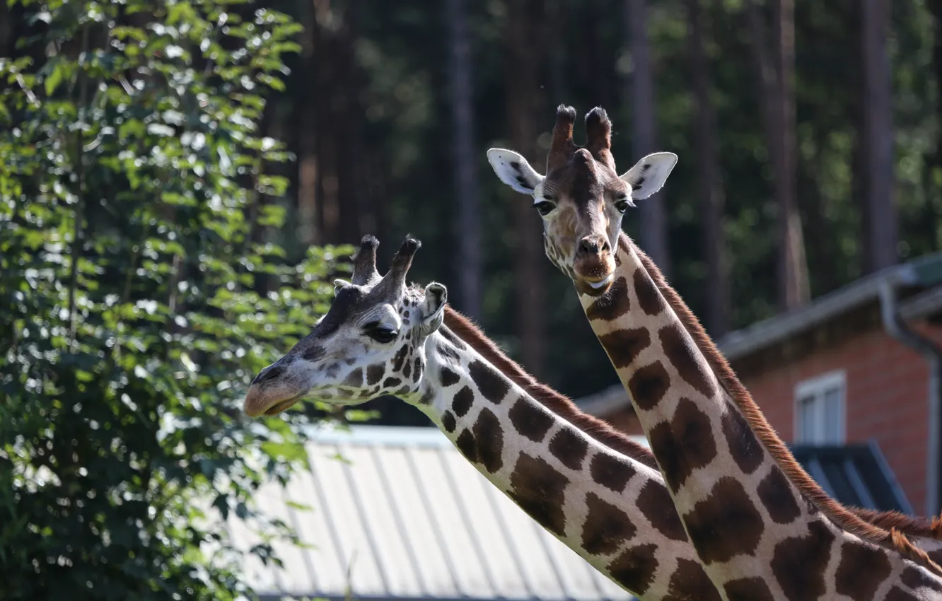 Фото обои Жирафы, Germany, Serengeti Park