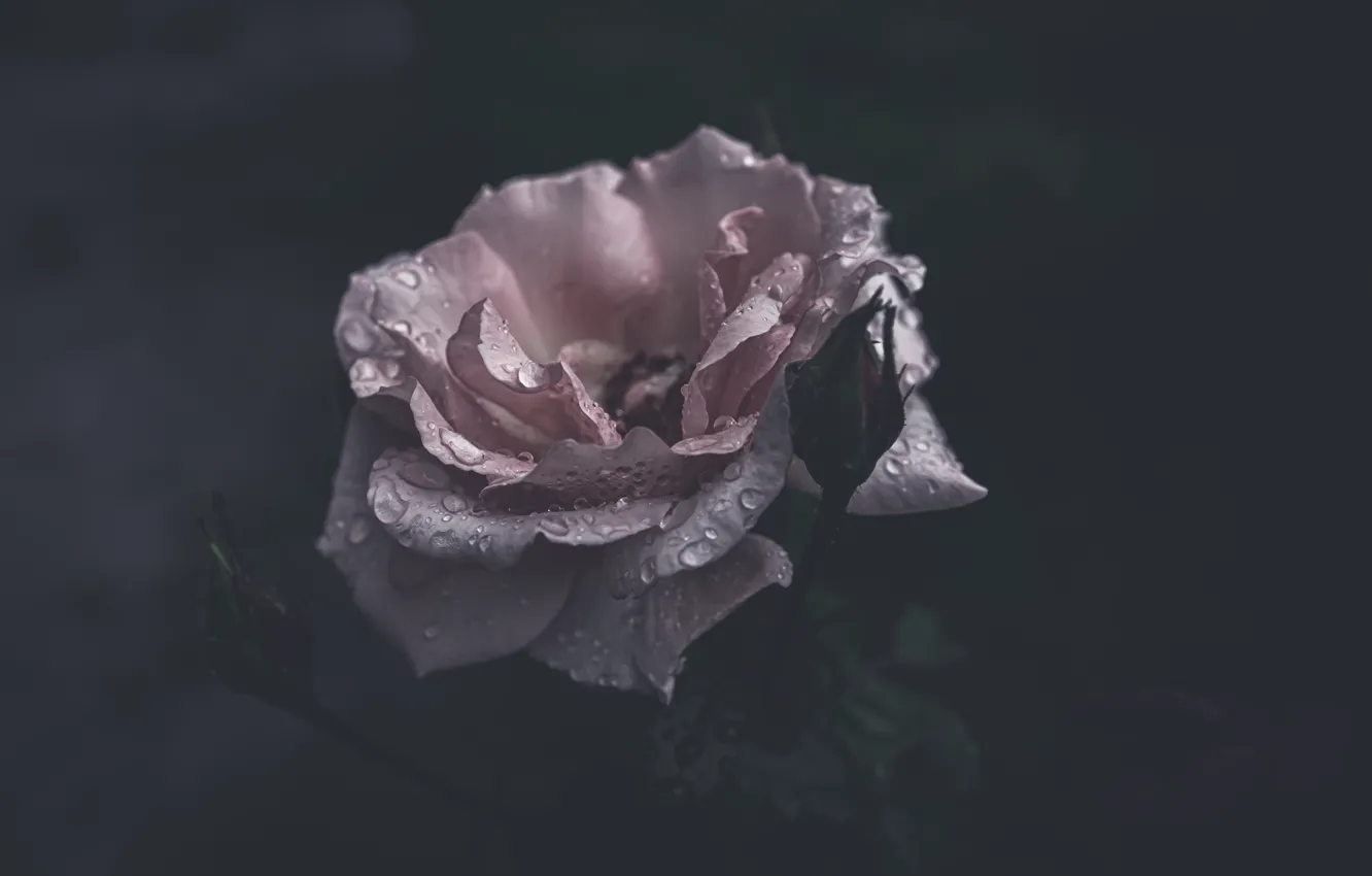 Фото обои цветок, капли, темный фон, розовая, роза, бутон