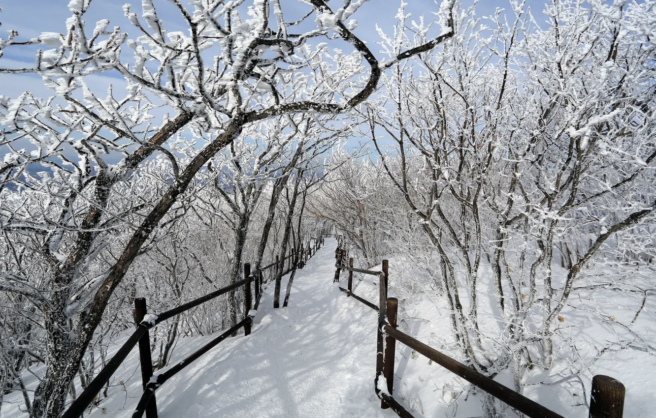 Фото обои зима, дорога, деревья