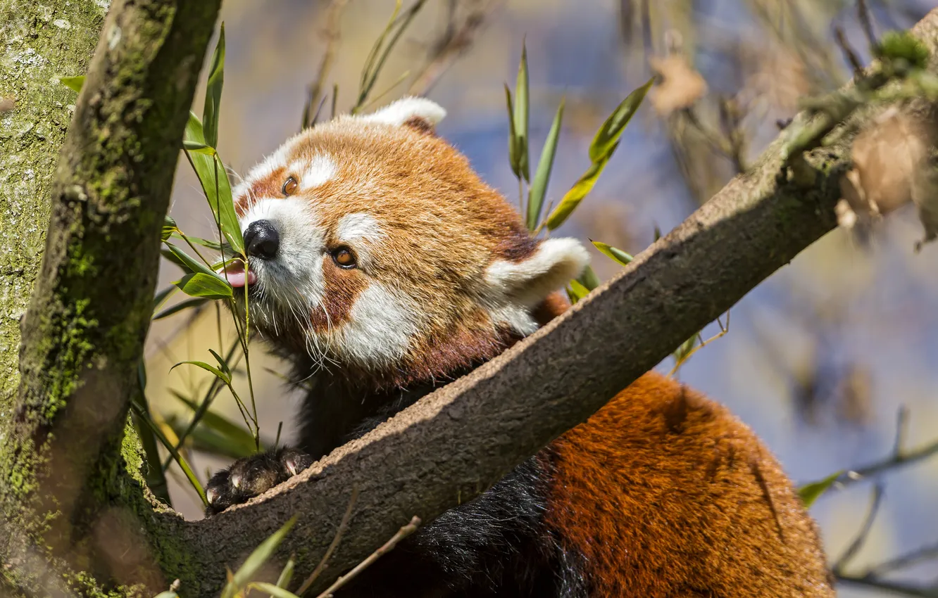 Фото обои дерево, красная панда, firefox, малая панда, ©Tambako The Jaguar
