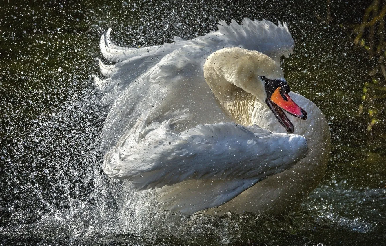 Фото обои брызги, лебеди, splashes, Swan, шипун, mute