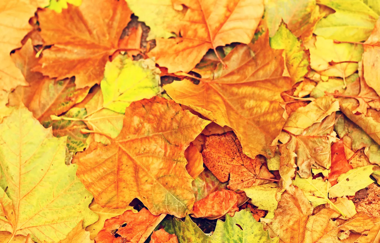 Фото обои осень, листья, желтый