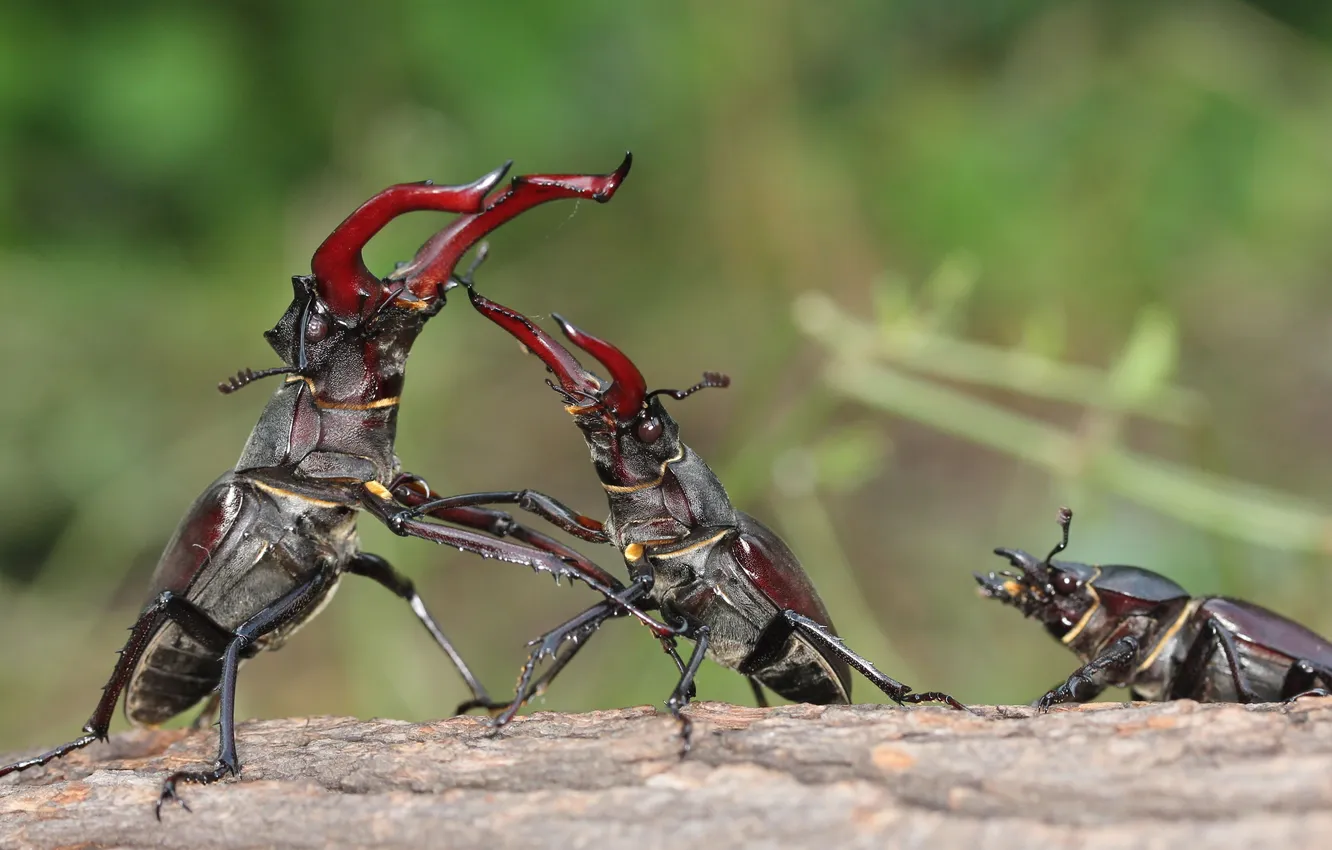 Фото обои насекомые, схватка, самка, самец, жук-олень