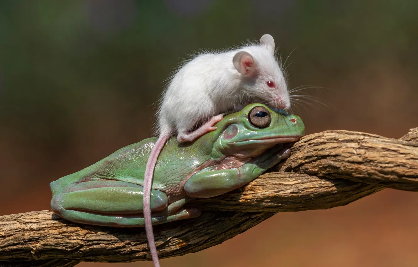 Фото обои фон, лягушка, крыса