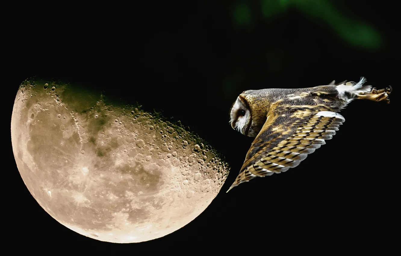 Фото обои полет, ночь, сова, луна