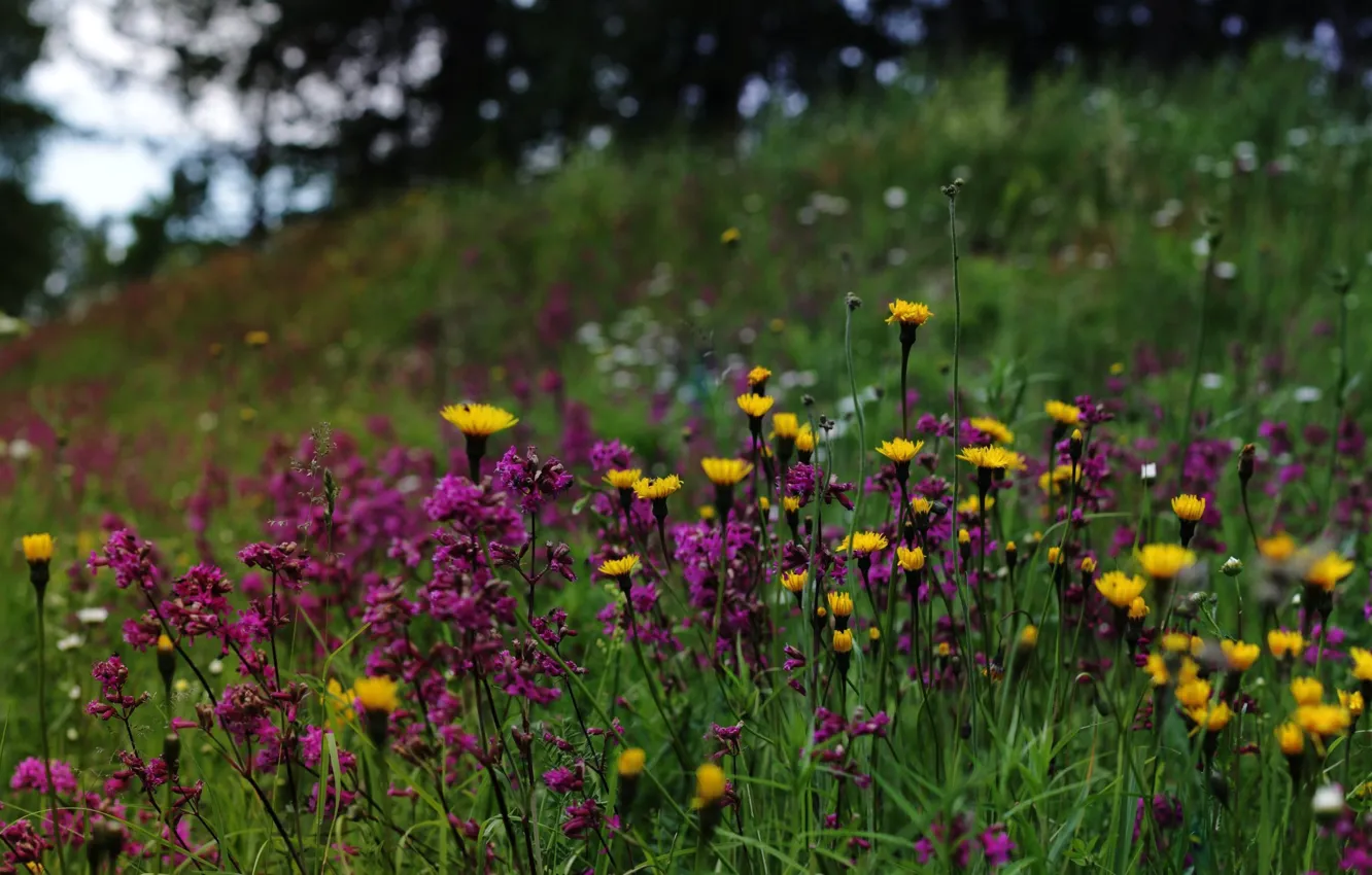 Фото обои природа, полевые цветы, Финляндия