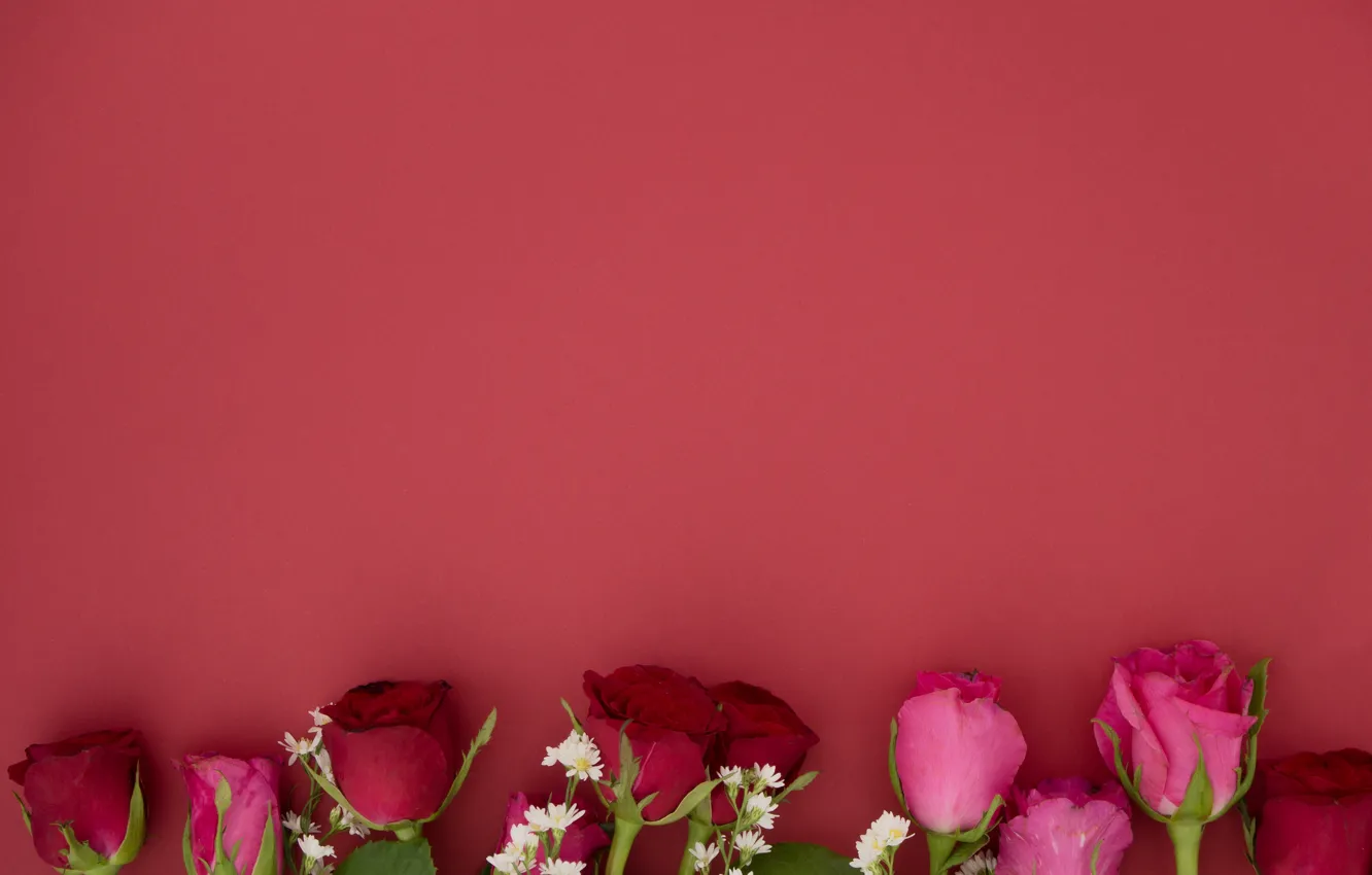 Фото обои цветы, фон, Розы, бутоны