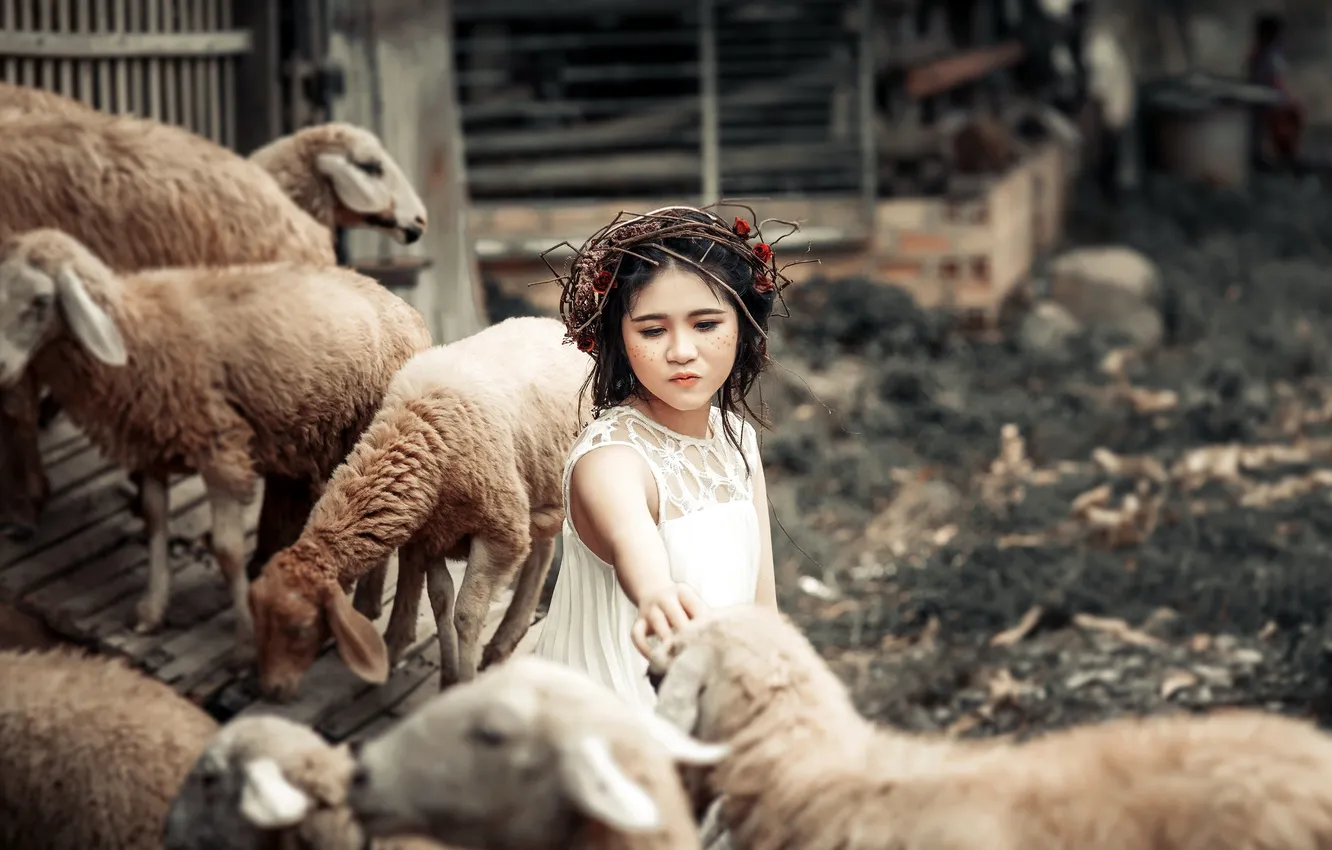 Фото обои фон, овцы, девочка