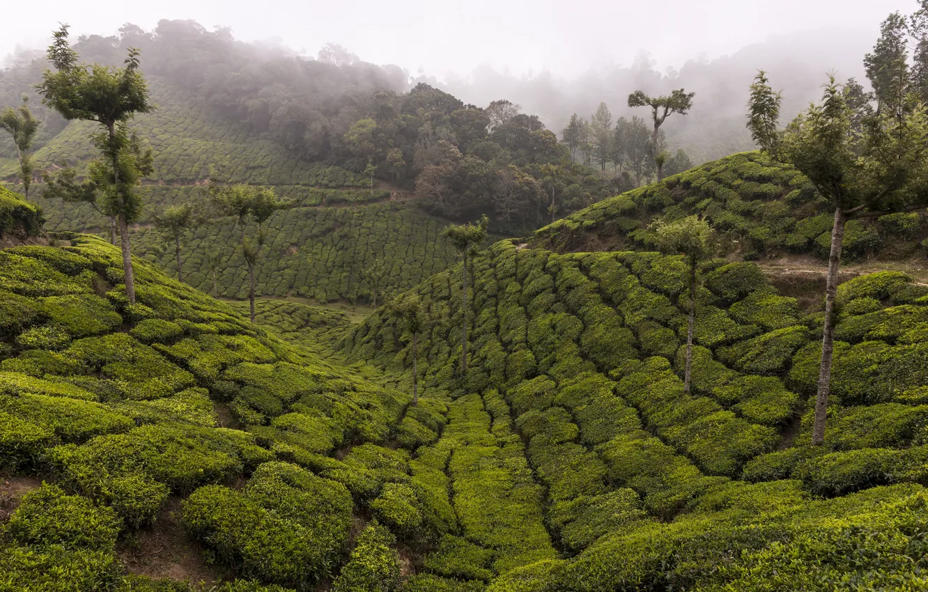 Фото обои деревья, горы, туман, чай, Индия, плантация, Керала, Идукки
