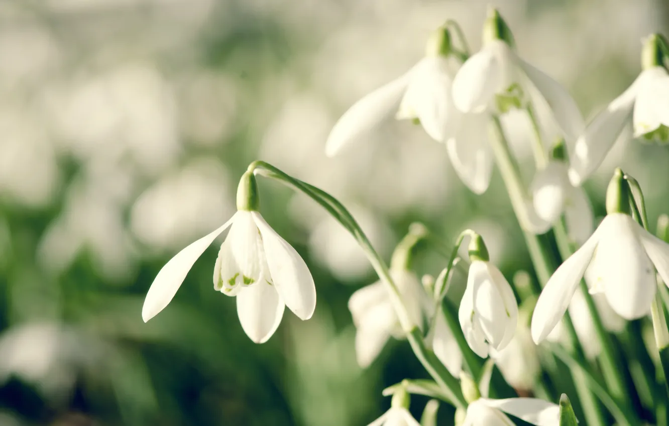 Фото обои весна, подснежники, snowdrop