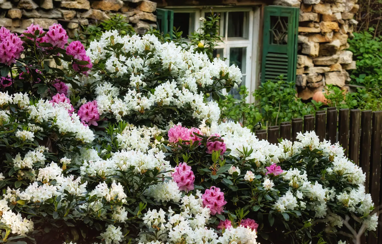 Фото обои дом, цветение, кусты, азалия