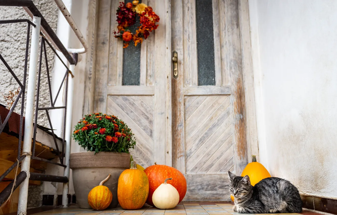 Фото обои осень, кошка, кот, взгляд, цветы, поза, дом, серый