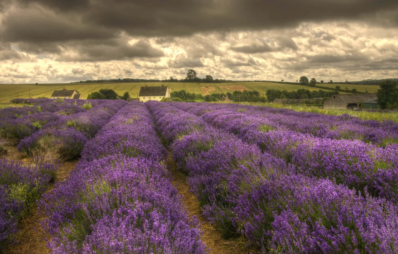 Фото обои flowers, houses, lavender, countryside, farm, cloudy, farmland, lavender fields
