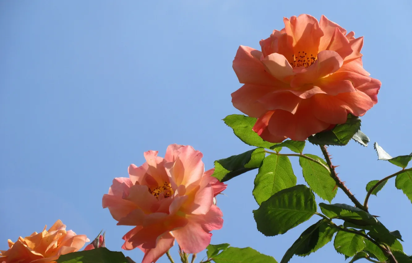 Фото обои небо, трио, оранжевые розы, три розы, Meduzanol ©, лето 2018