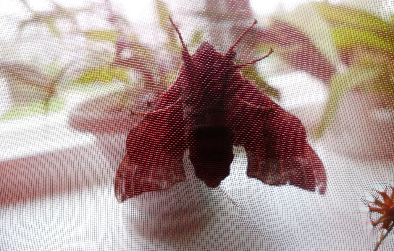 Фото обои красный, сетка, бабочка, растения, штора, мотылёк