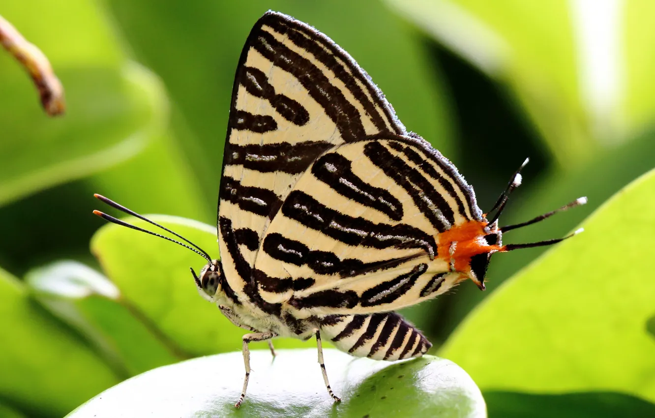 Фото обои макро, узор, бабочка, крылья, насекомое