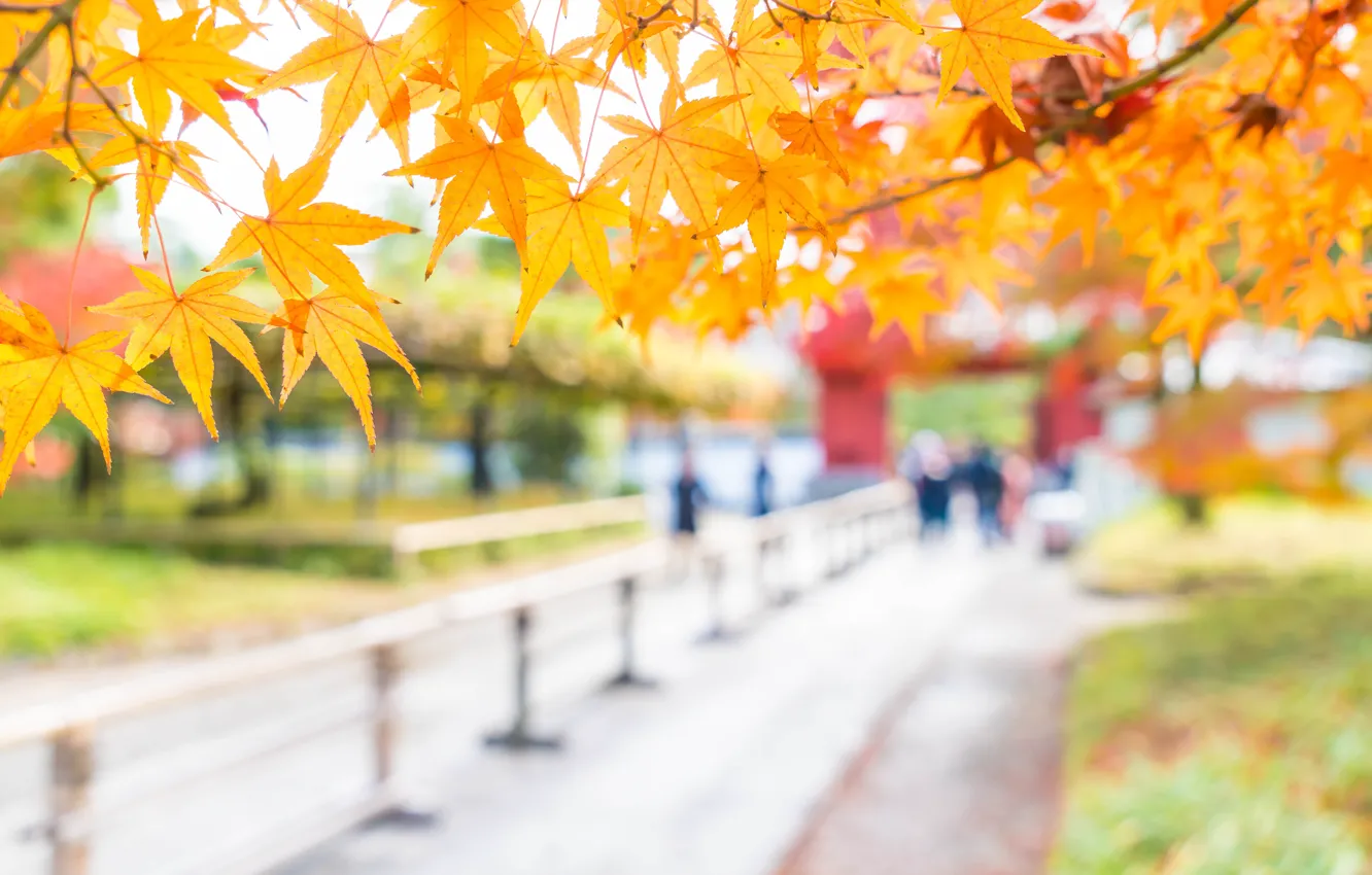 Фото обои осень, листья, colorful, клен, autumn, leaves, осенние, maple