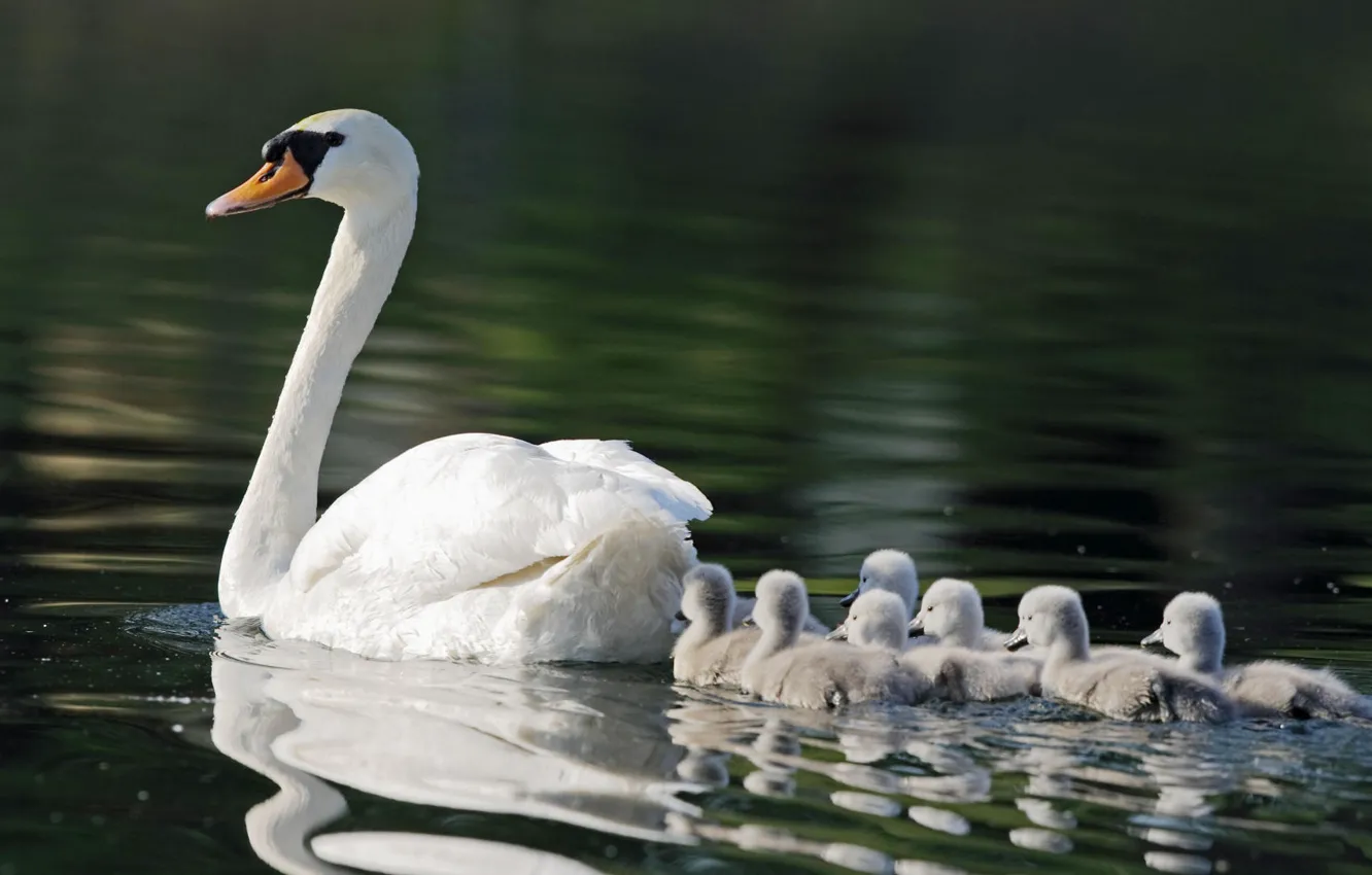 Фото обои пруд, лебеди, мама, семь, детишек