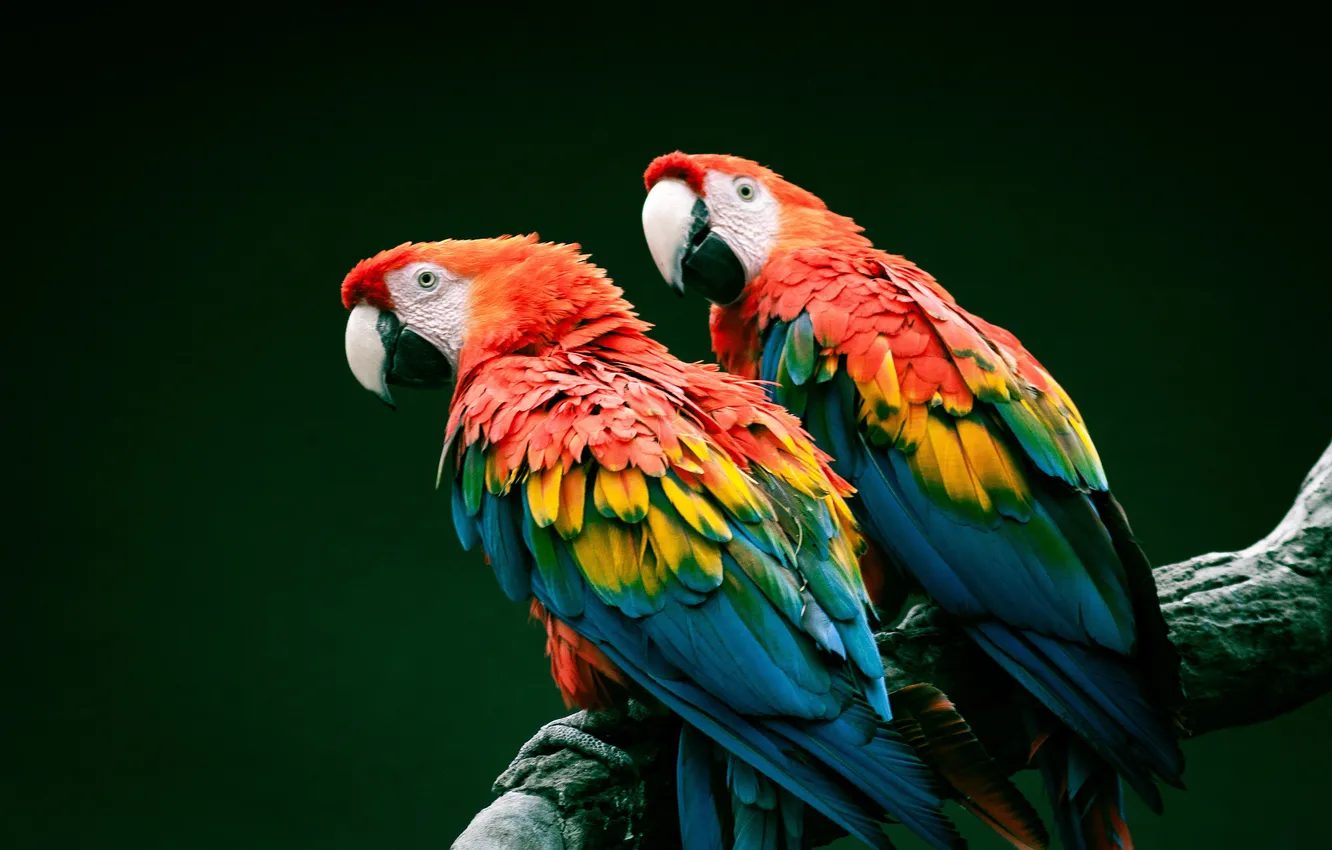 Фото обои animals, bird, beautiful, background, america, animal, ara, amazon