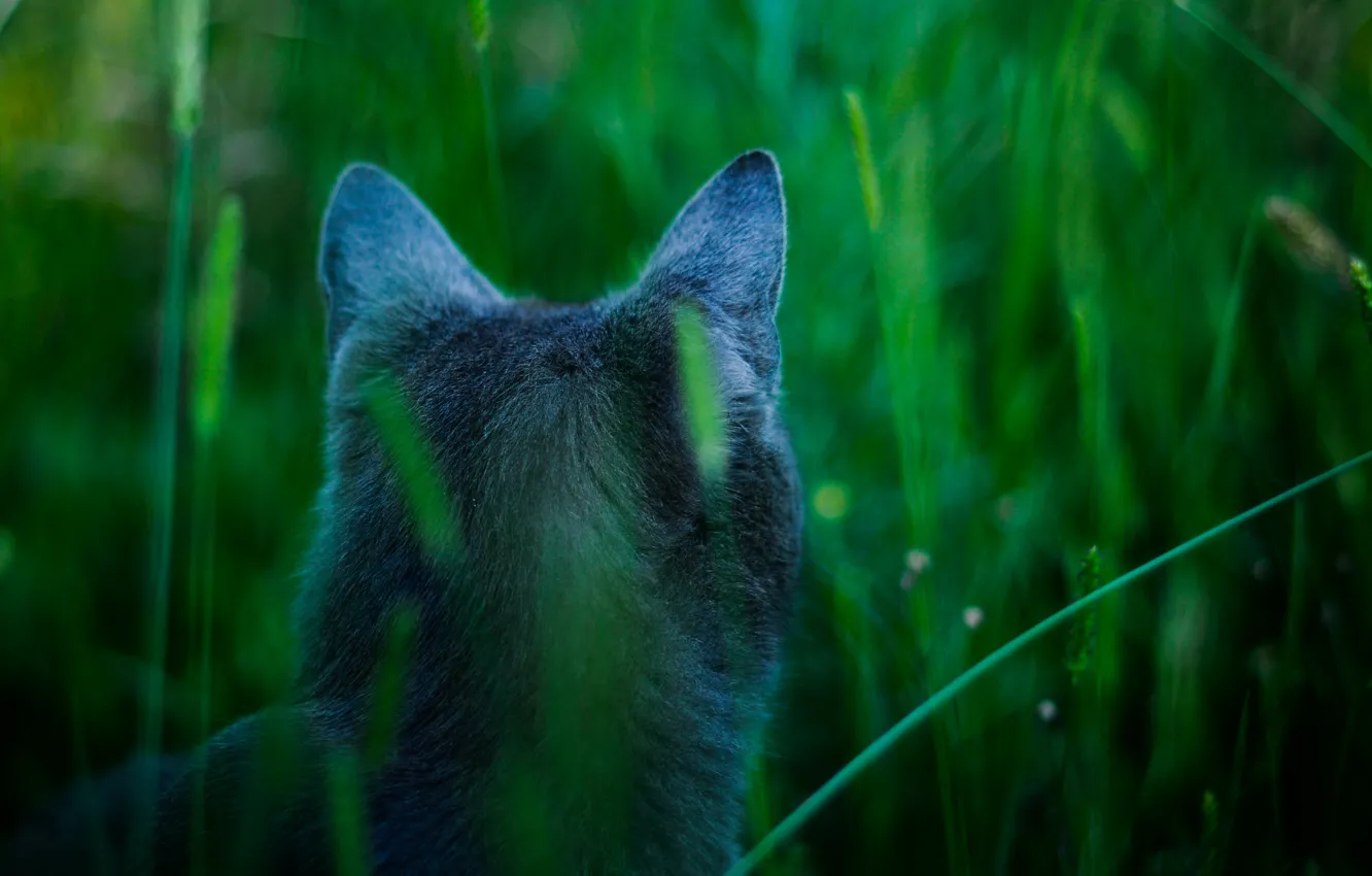 Фото обои кот, голубой, аватар, Attention, James cameron's cat, охотится