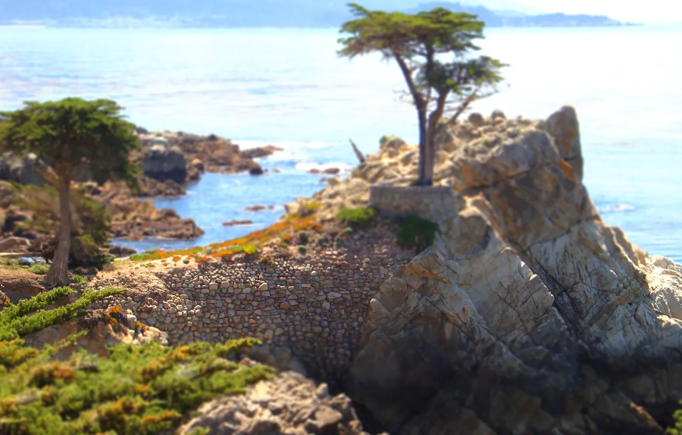 Фото обои море, вода, деревья, скала, камни, фото, обрыв, дерево