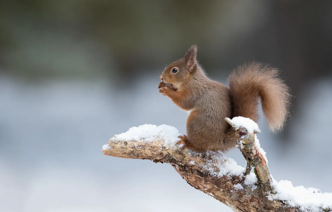 Фото обои снег, белка, рыжая, коряга, боке