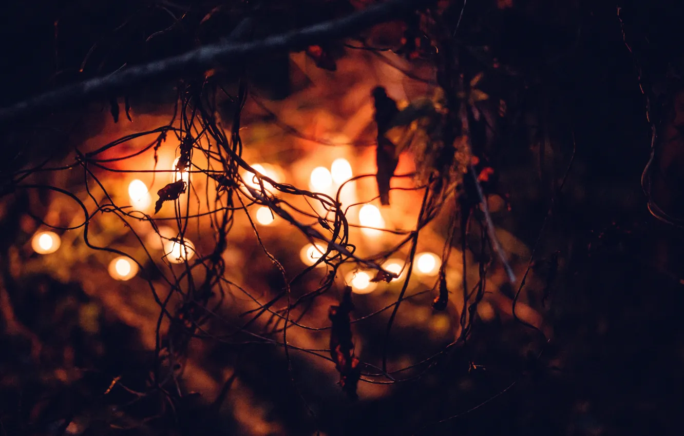 Фото обои Halloween, Light, Candle, October, Blur, Leaves, Plants, Decoration