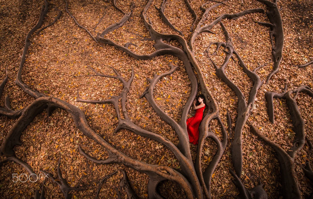 Фото обои осень, девушка, корни, дерево, листва, в красном
