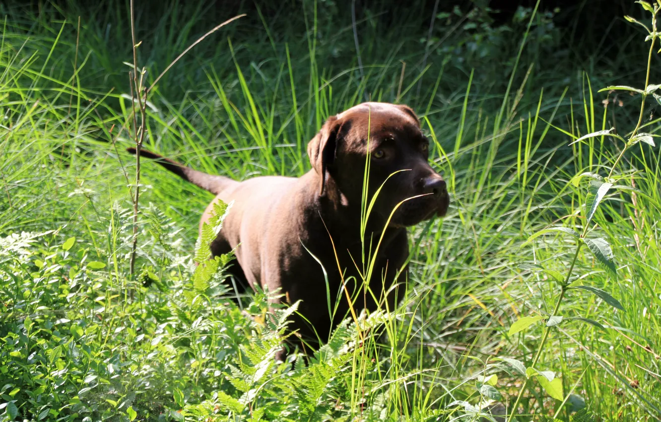 Фото обои Nature, Dog, Retriever, Labrador
