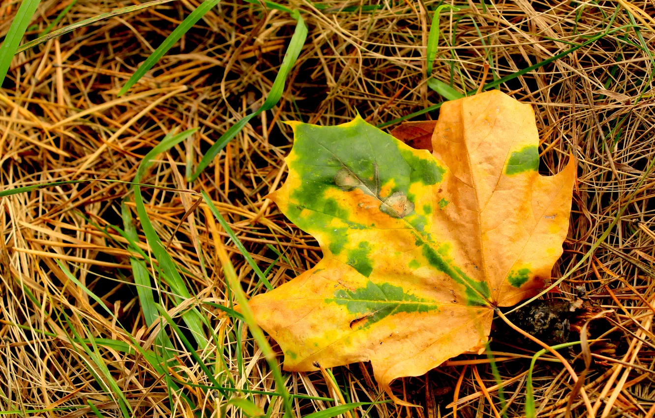 Фото обои autumn, leaf, fall
