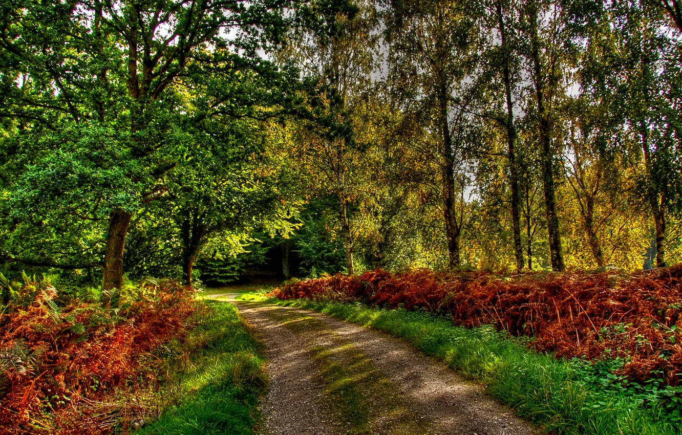 Фото обои дорога, осень, лес, пейзаж, природа